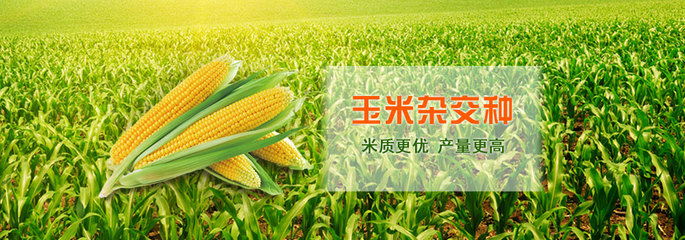 吉林市寶豐種業(yè)