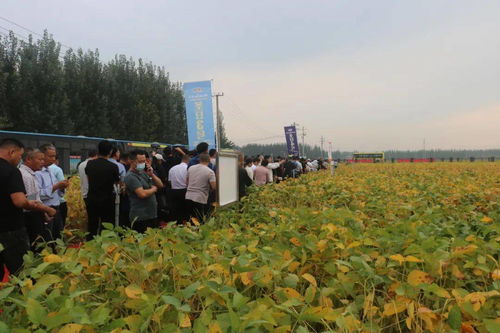 滿眼碩果 精品匯 圣豐種業集團2020年度大豆觀摩洽談會成功召開