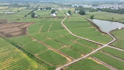 安徽白湖種業(yè)創(chuàng)新研發(fā)兩個(gè)小麥新品種，助力種業(yè)高質(zhì)量發(fā)展