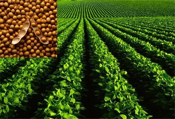 河南優質大豆種子——輝縣市豫北種業專業批發與供應