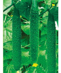 山東濰坊惠農種業 科技興農，良種先行——產品展示與種業發展新篇章